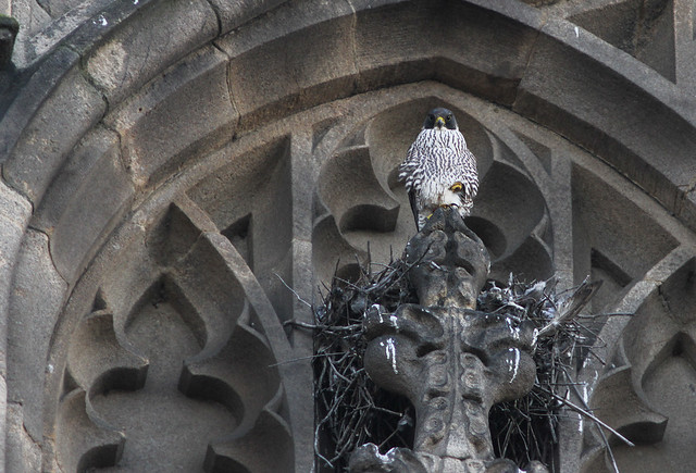 Peregrine Falcon (sub- adult male) Manchester, 19th March 2014, A.Dancy CR 102a