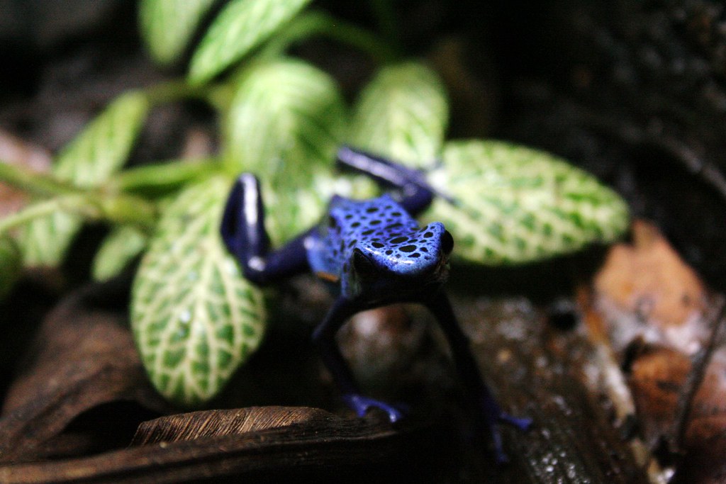 Dendrobates azureus - a photo on Flickriver