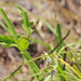 Flickr photo 'Carolina Horsenettle (Solanum carolinense)' by: Mary Keim.
