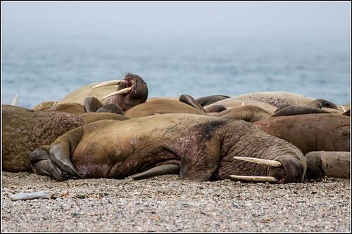 Sleeping Walrus | by Smudge 9000