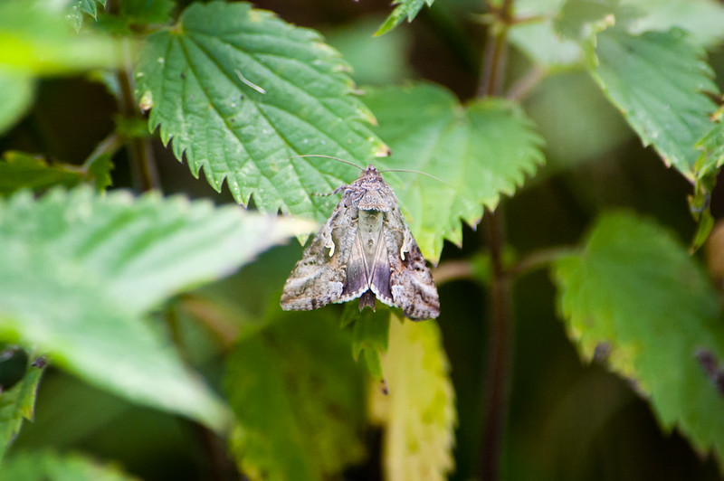 Silver Y moth resting on nettle leaf