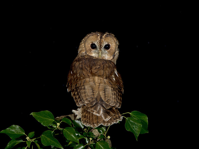 Tawny Owl (Strix aluco) A wild bird