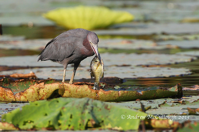 Little Blue Heron with Fish