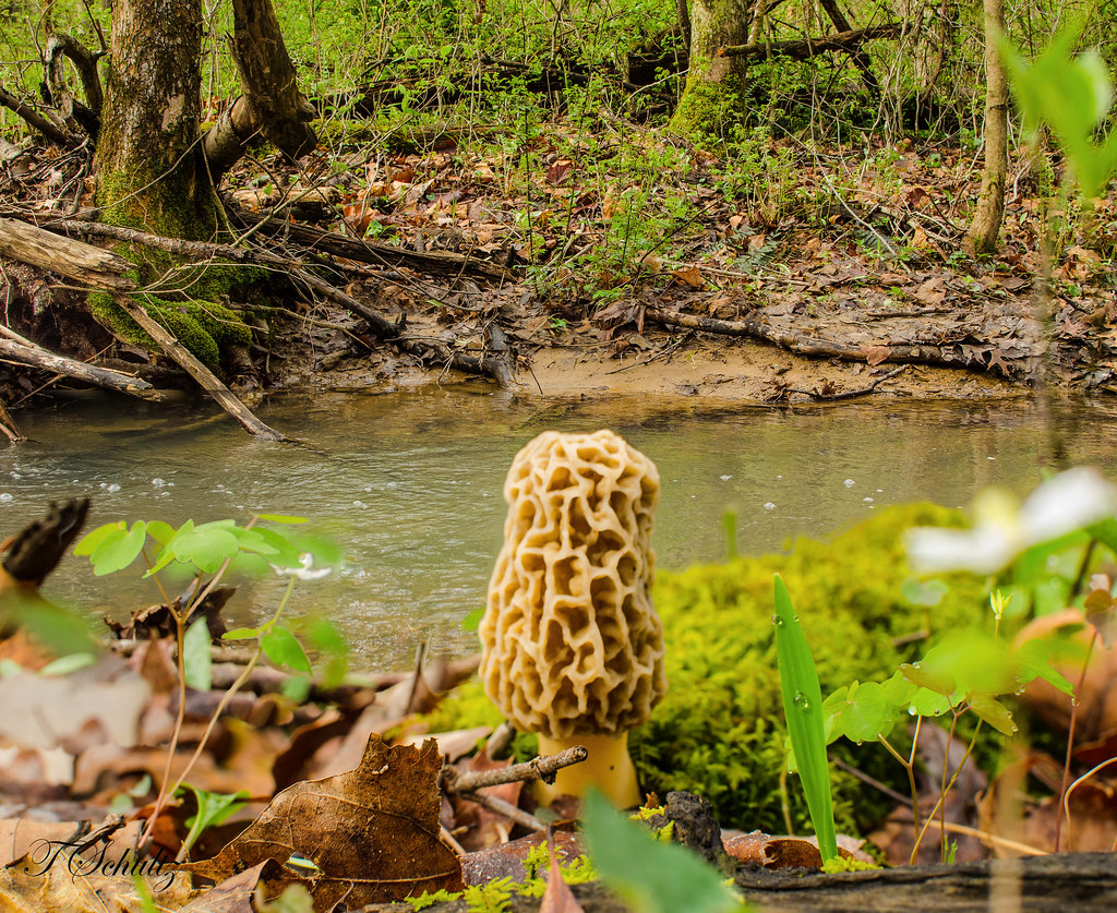 Morel by the creek