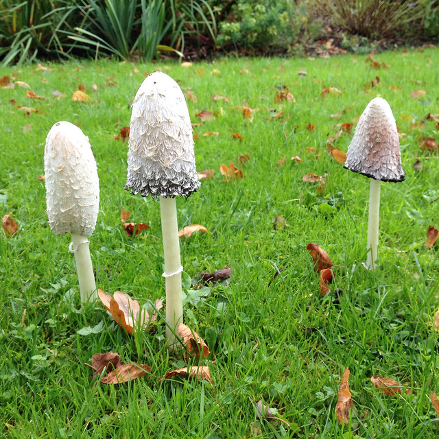 'shrooms... in the park