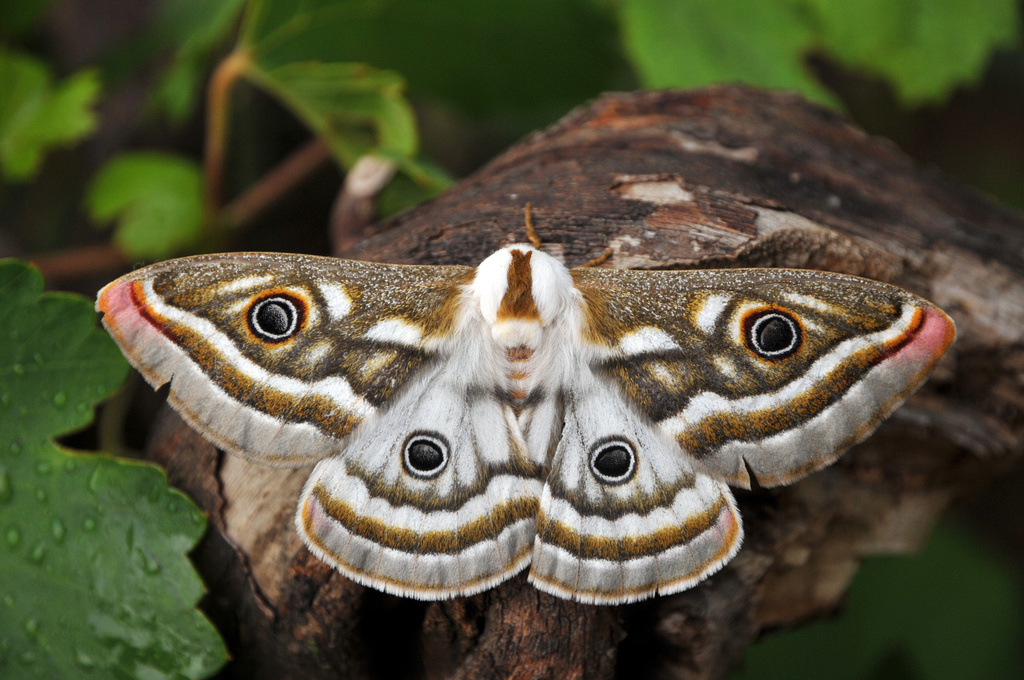 Emperor Moth, Gonimbrasia belina, Turk Mine, Zimbabwe | Flickr