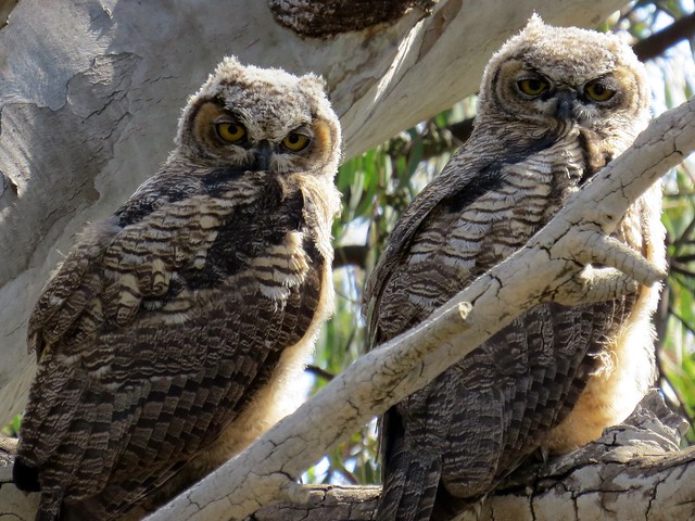 great horned owlets-gum grove park (1)