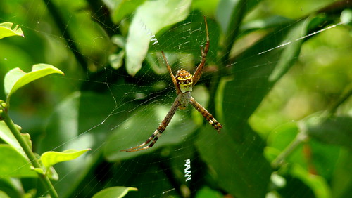 Signature Spider | by venkat.b.rao