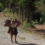 Cargando la leña; entre Corralito y Ocosingo, Chiapas, Mexico