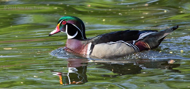 J77A1327 -- A Wood Duck swimming in green water