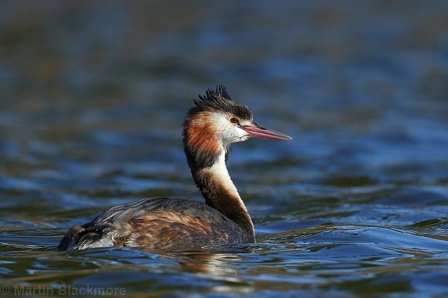 Great Crested Grebe 72322