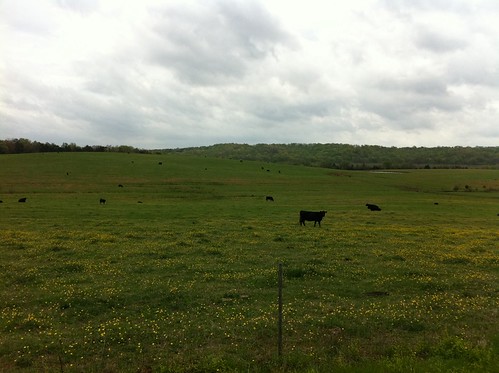 flowers sky field grass clouds fence farm hills pasture ag greenery bovine