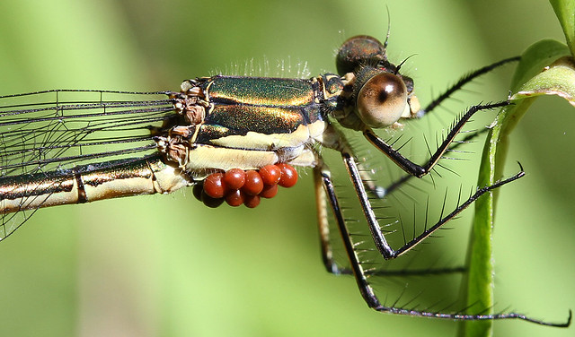 Damselfly with mites