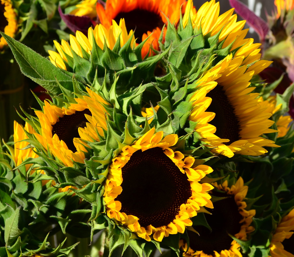 Sunflowers | SOJ Market | pjpink | Flickr