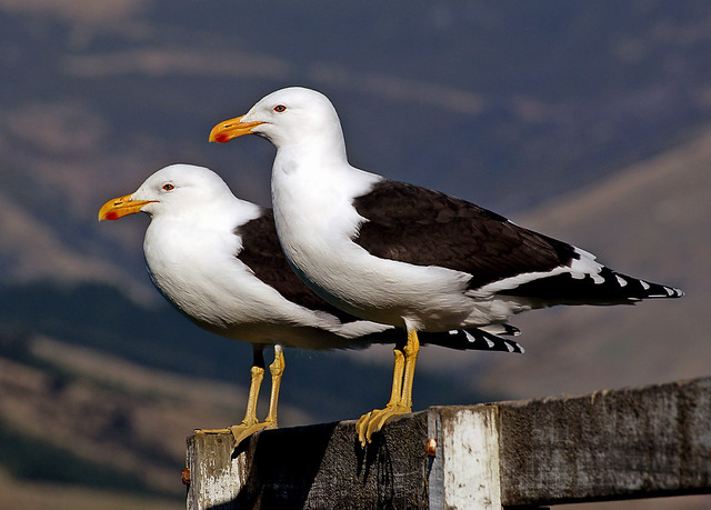 Black back gulls.NZ