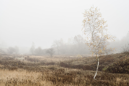 autumn tree poland polska lublin krajobraz mgła fog fall nikon d90 nikkor 50mm misty birch betula 50 18d 18 paisaje natural haze