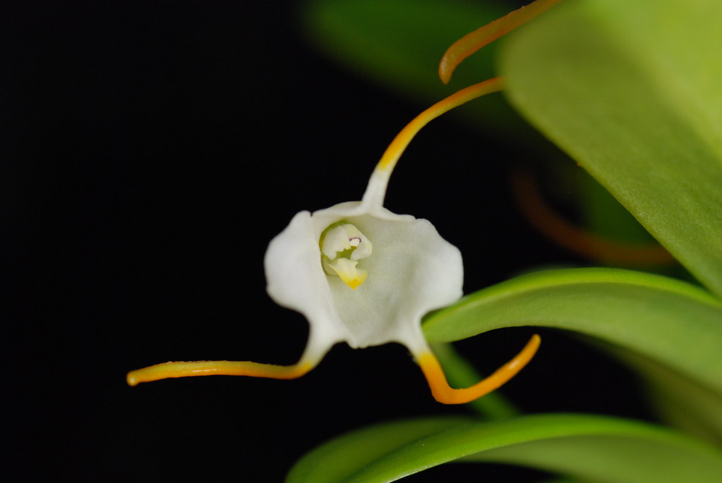 Masdevallia laucheana | A really nice Masdevallia species fr… | Flickr