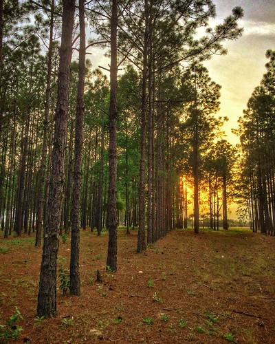 sunset florida pines hdr apopka uploaded:by=flickrmobile flickriosapp:filter=nofilter greatshotdude northwestrecreationcomplex