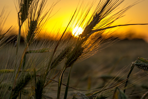 sunset sun field barley dimieni nex7 sel18200le