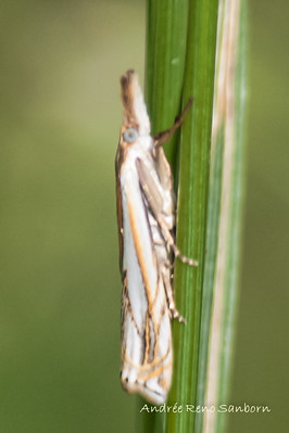 Pasture Grass-veneer Moth - Hodges#5363 (Crambus saltuellus)