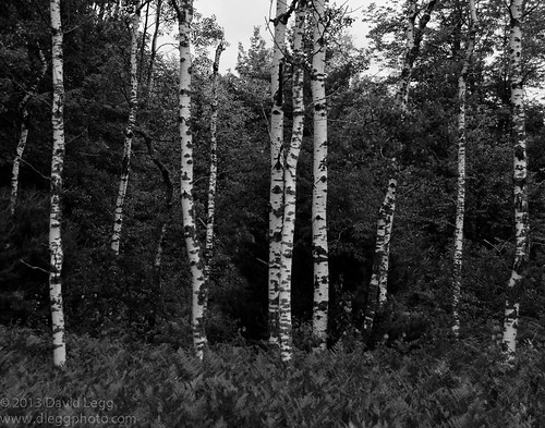 trees blackandwhite rural forest birch benziecounty