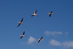 Flamingos