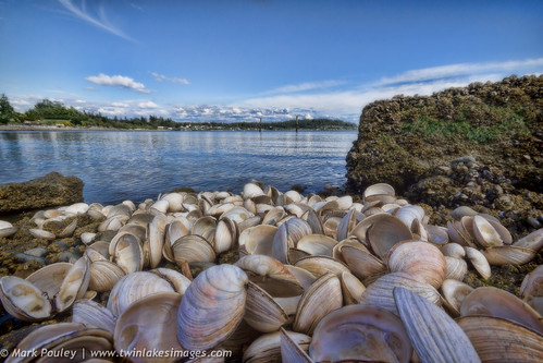 sky shells color beach water landscape wideangle waterscape tulalip supershot coth5