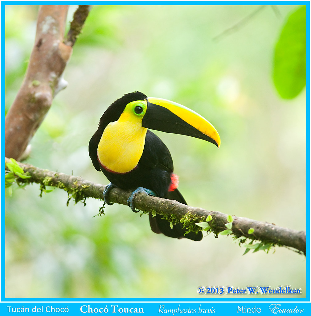 CHOCO TOUCAN Ramphastos brevis Looking Back near Mindo, Ec… | Flickr