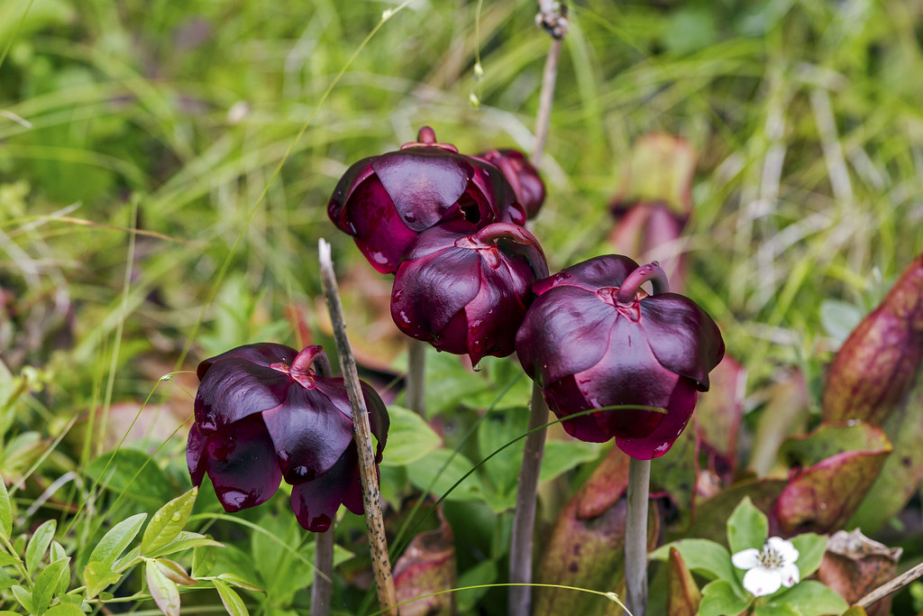 northern pitcher plant / north america sarracenia purpurea flowers