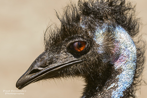 zoo florida emu brevard brevardzoo