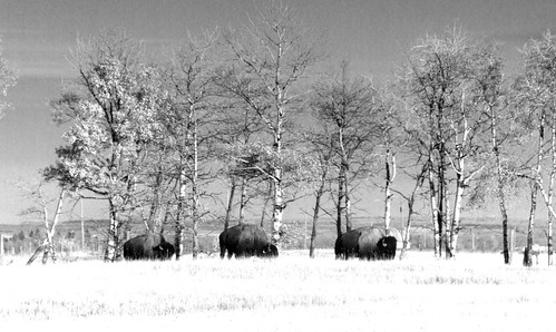 autumn canada nature rural landscape buffalo scenery farm alberta bison grandeprairie peacecountry