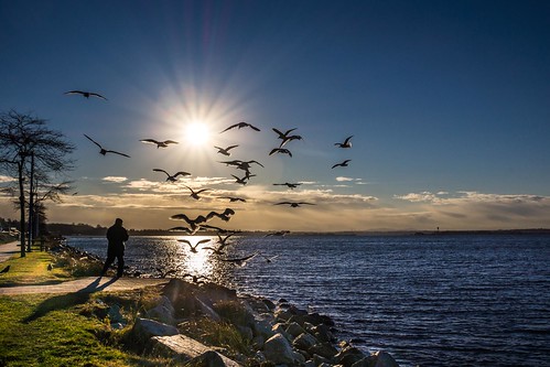 seagulls canada sunrise britishcolumbia whiterock pwpartlycloudy