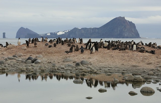 Adelie Penguin Colony Possession Island Ross Sea Antarctica