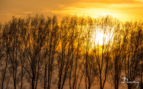 Bierne 1-4-14 by daumy, france nordpasdecalais socx sunsetcouchesoleilarbrepaysage naturebierne