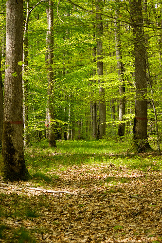 Nature in Auvergne region by Marie Chalifour,