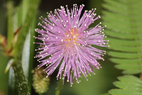 Mimosa Pudica | by borokali87