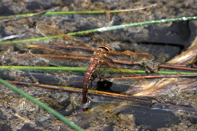 IMGP4144 Brown Hawker (laying eggs), Amwell, August 2015