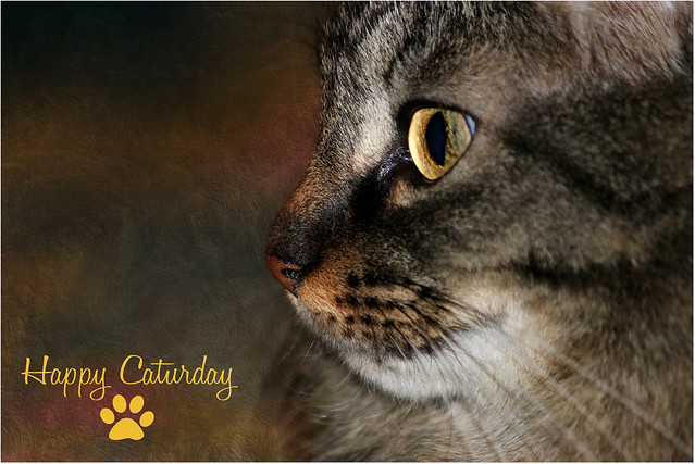 Happy Caturday ! 😺