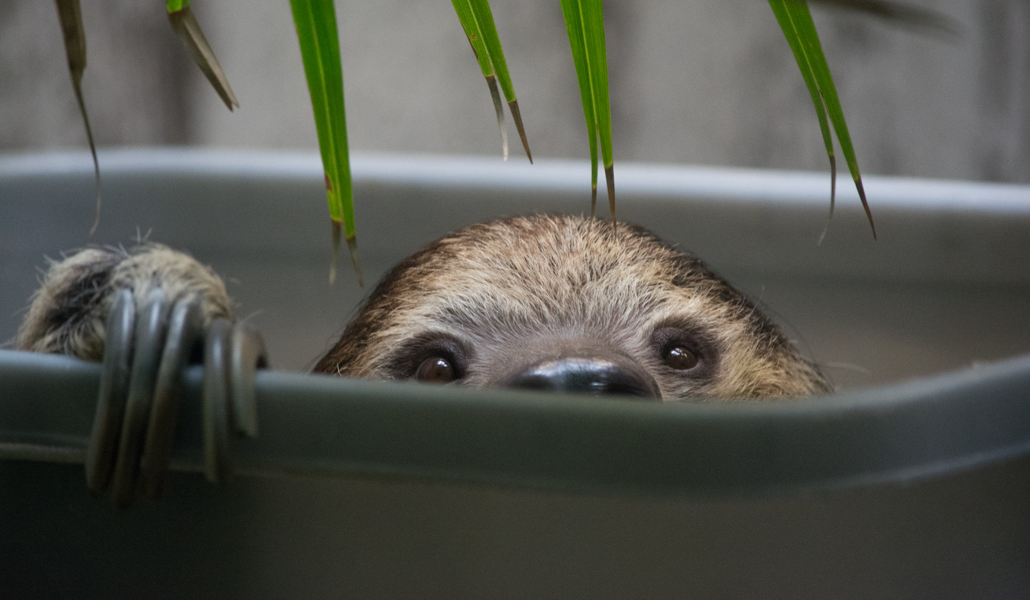 sleepy two-toed sloth wakes up - Cleveland Zoo