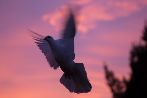 birds sunrise dove tuahiwi