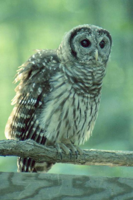 Young Barred Owl, ca. 1981