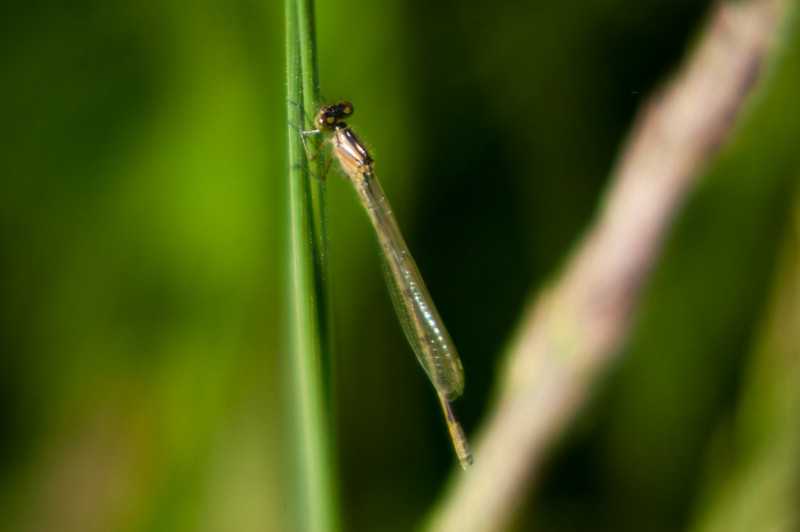 Damsel fly