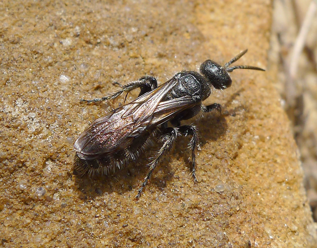 Thipe Insects Tiphiidae. | The Tiphiidae (also known as the tiphiid wasps … | Flickr