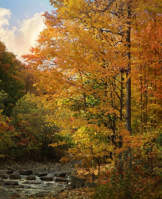 Fall at the Creek