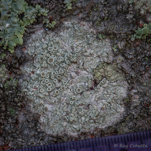 Ochrolechia africana, Frosty Saucer Lichen
