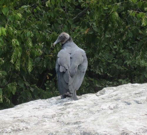 Alert Vulture | by Msanders55