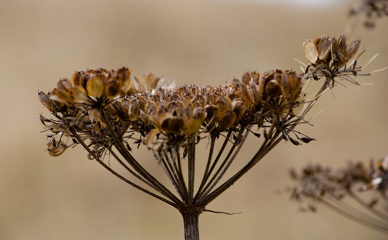 Umbellifer with drying seeds