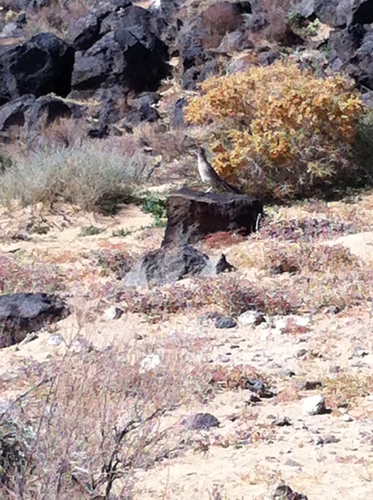 Piedras Marcadas North Rim Trail