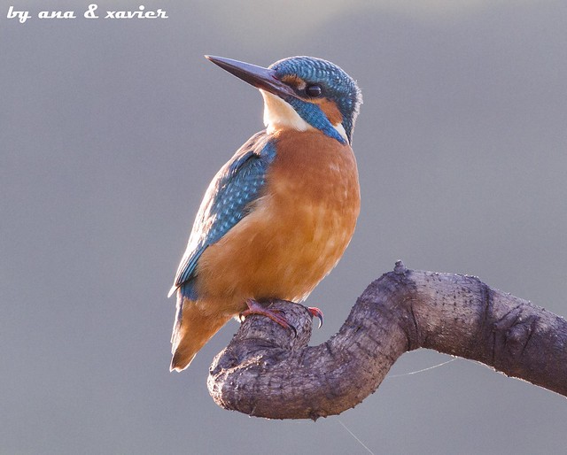 Guarda-rios, kingfisher (Alcedo atthis) - em Liberdade [WildLife]