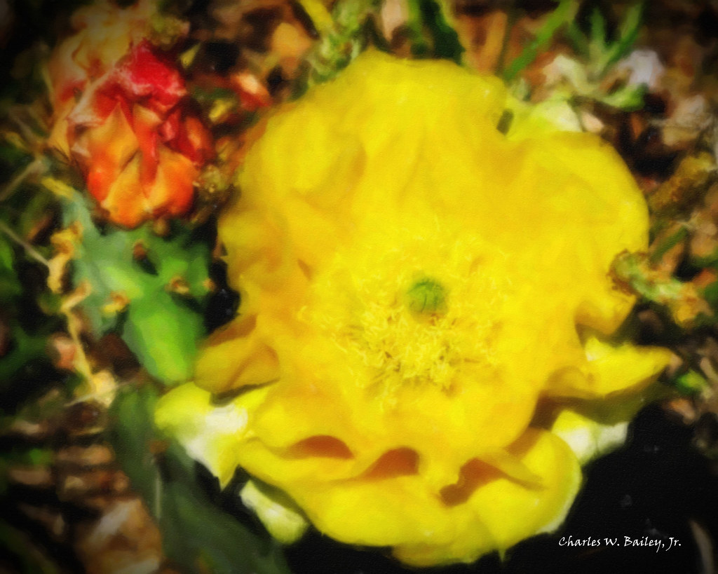 Digital Watercolor Painting of a Cactus Flower at Enchanted Rock in Texas